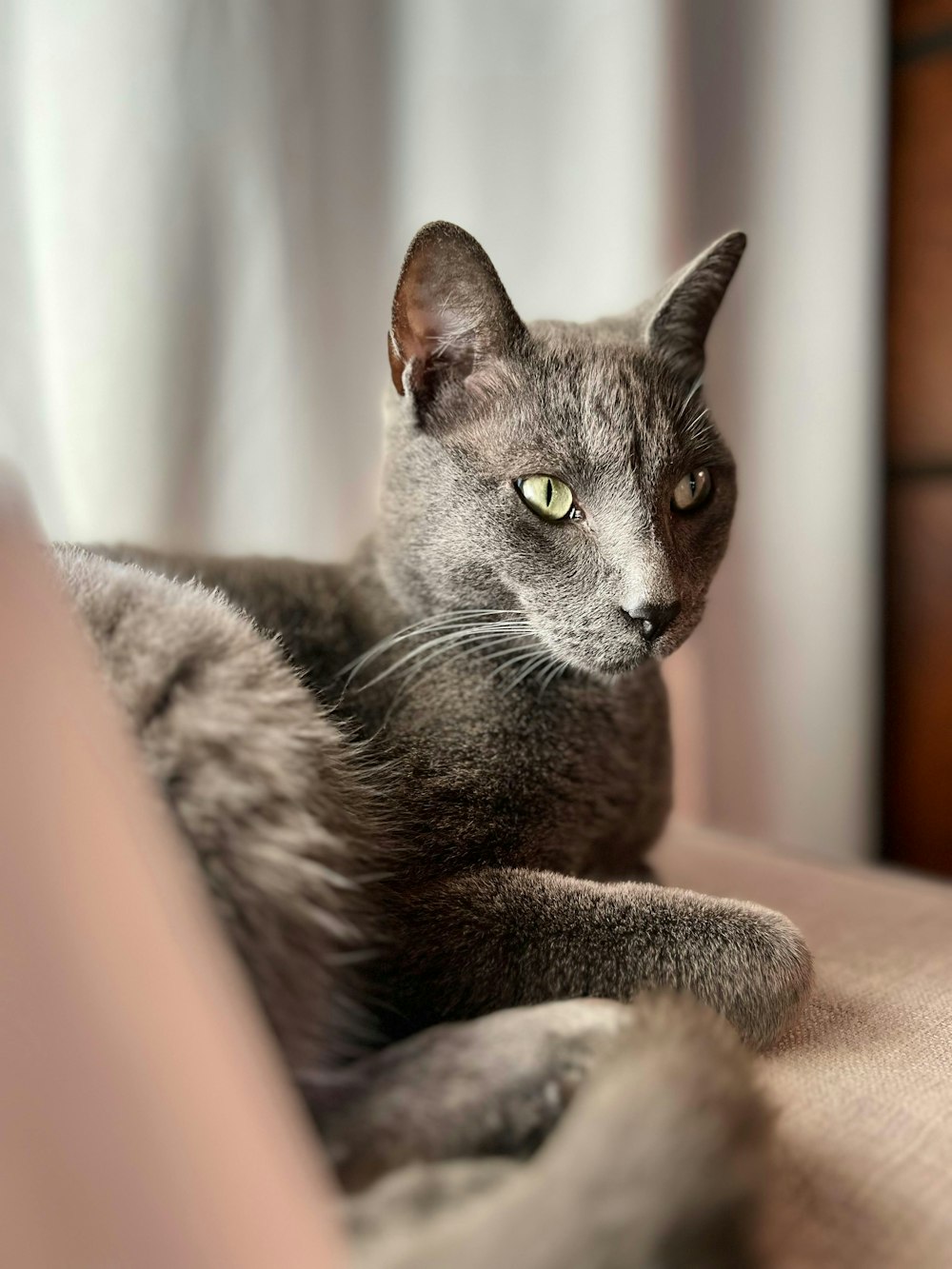 a gray cat laying on top of a bed