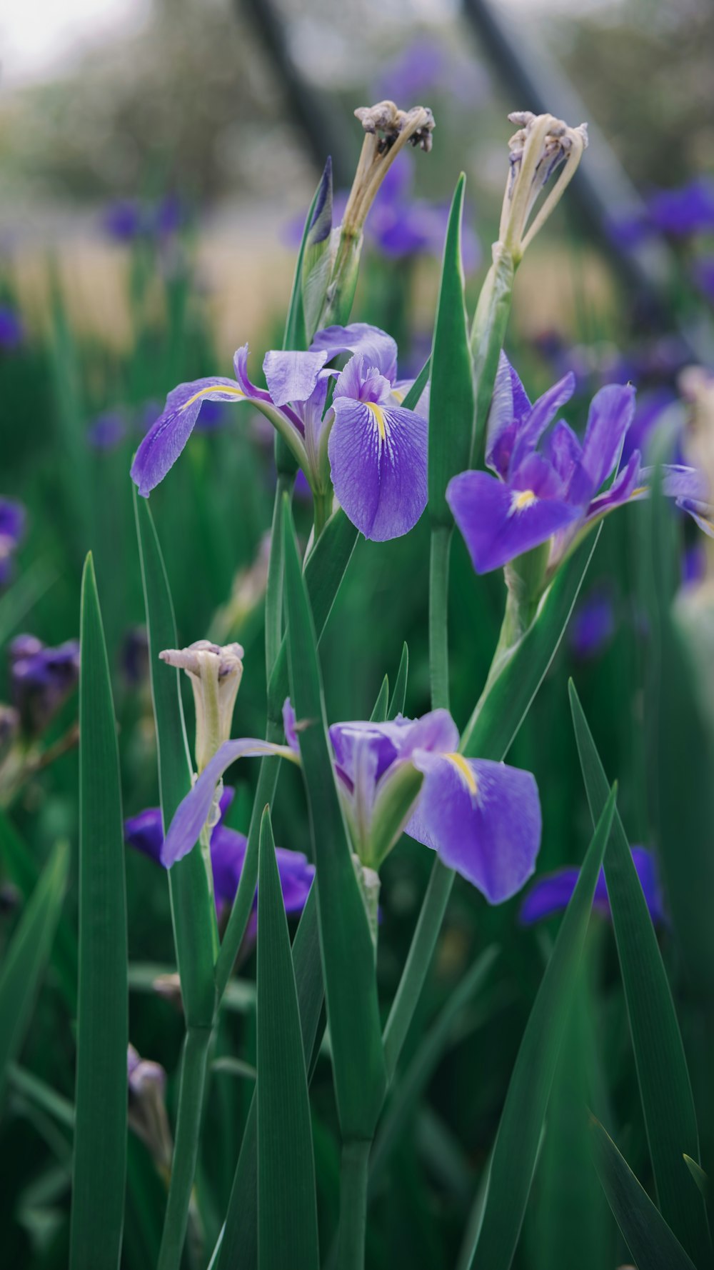 a bunch of purple flowers that are in the grass