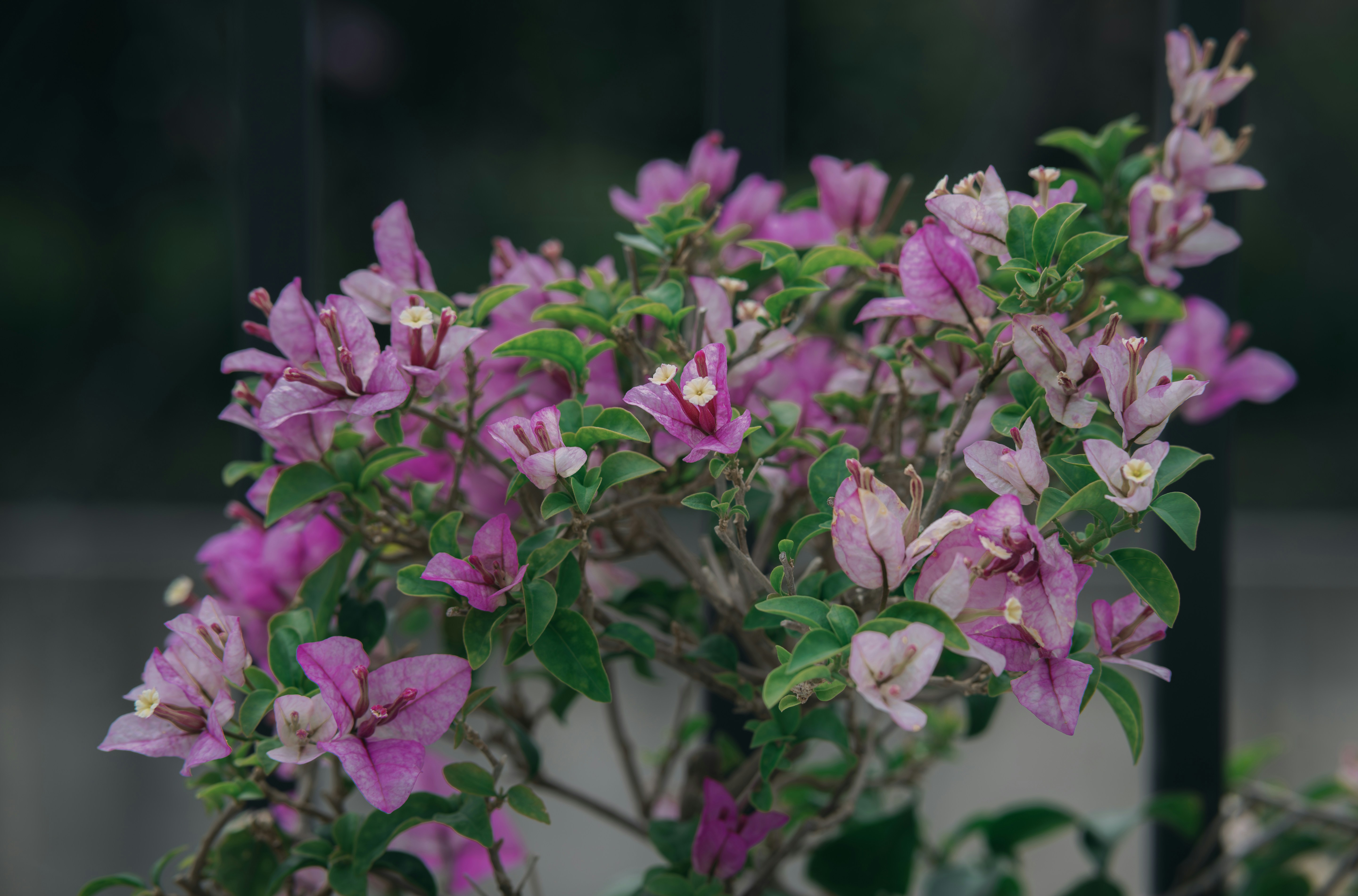 Photo by wangbinghua