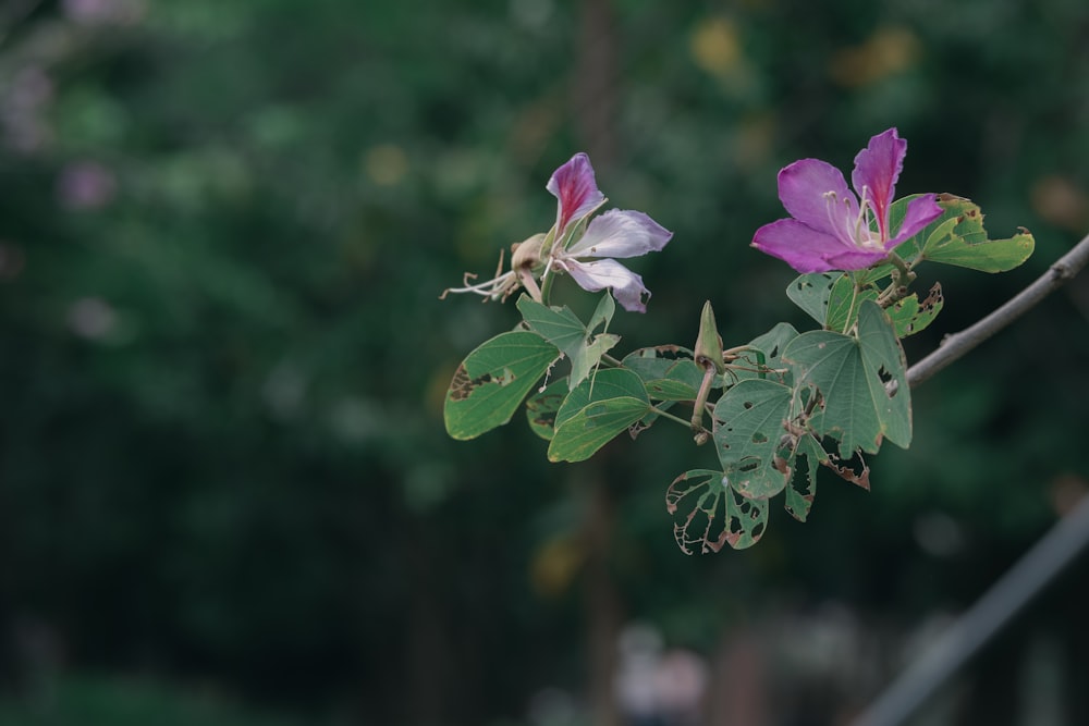 two purple flowers on a tree branch with green leaves
