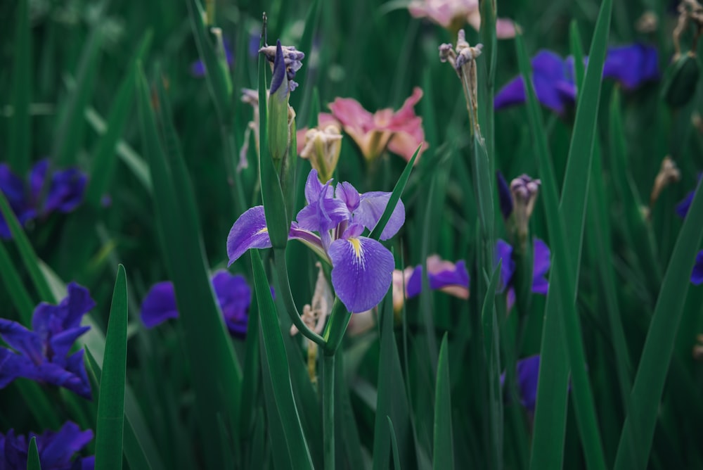 a bunch of purple flowers that are in the grass