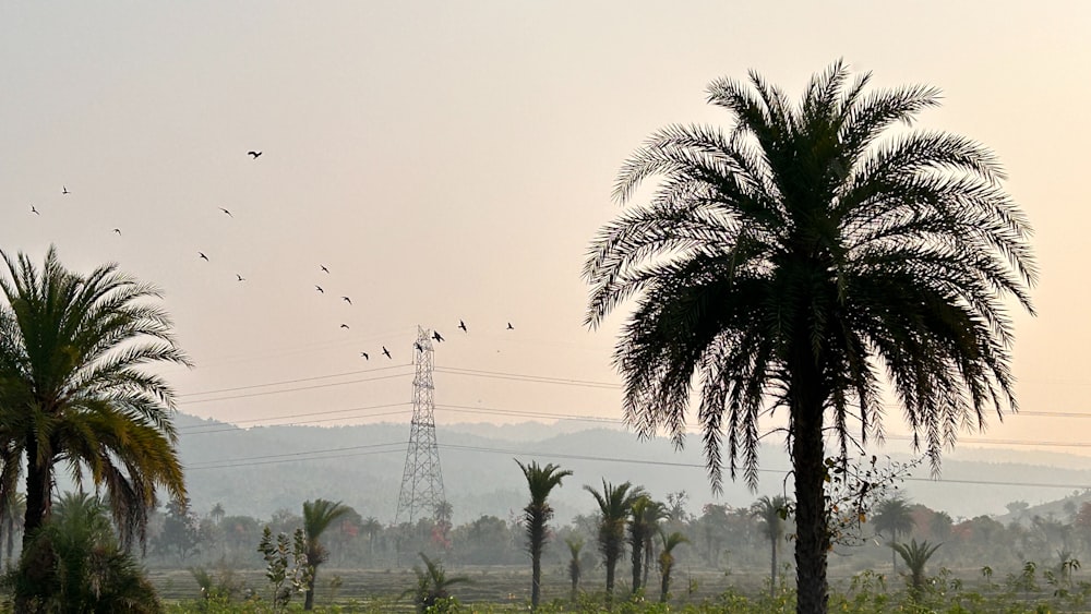 a palm tree in a field with birds flying overhead