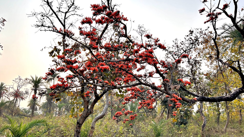 a tree with red flowers in the middle of a field