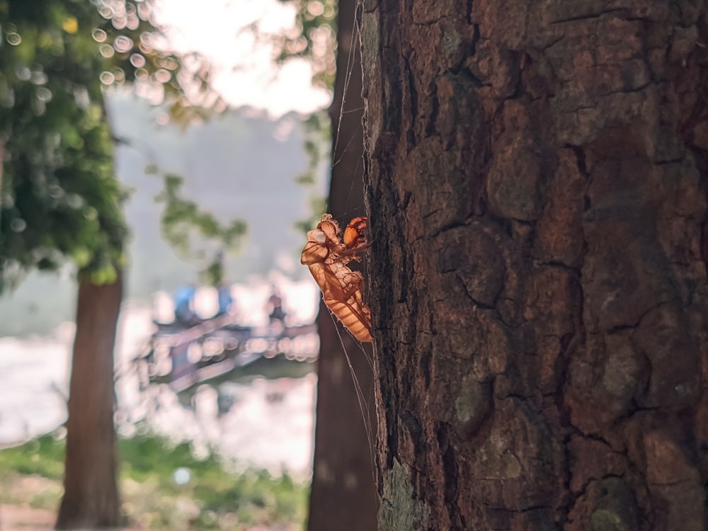 a butterfly that is sitting on the side of a tree
