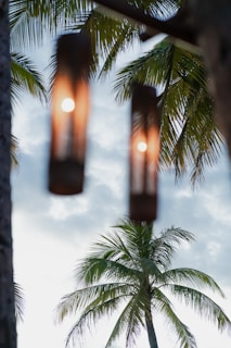a couple of lights hanging from a palm tree