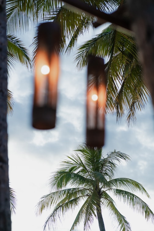 a couple of lights hanging from a palm tree