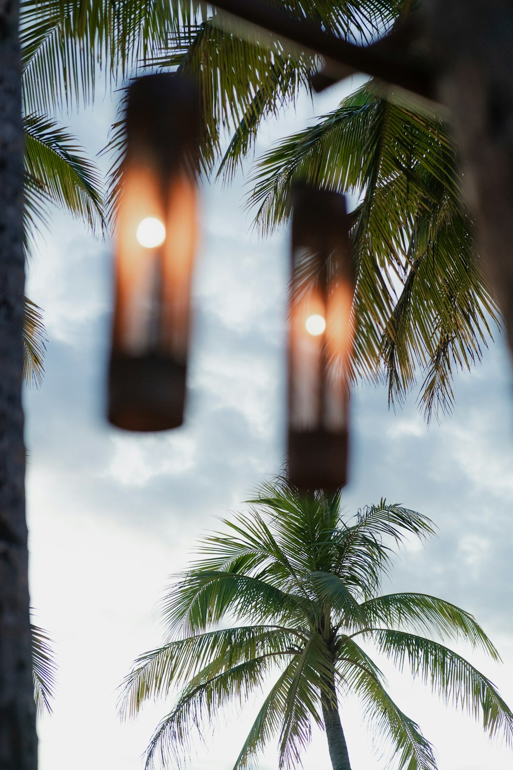 a couple of lights hanging from a palm tree