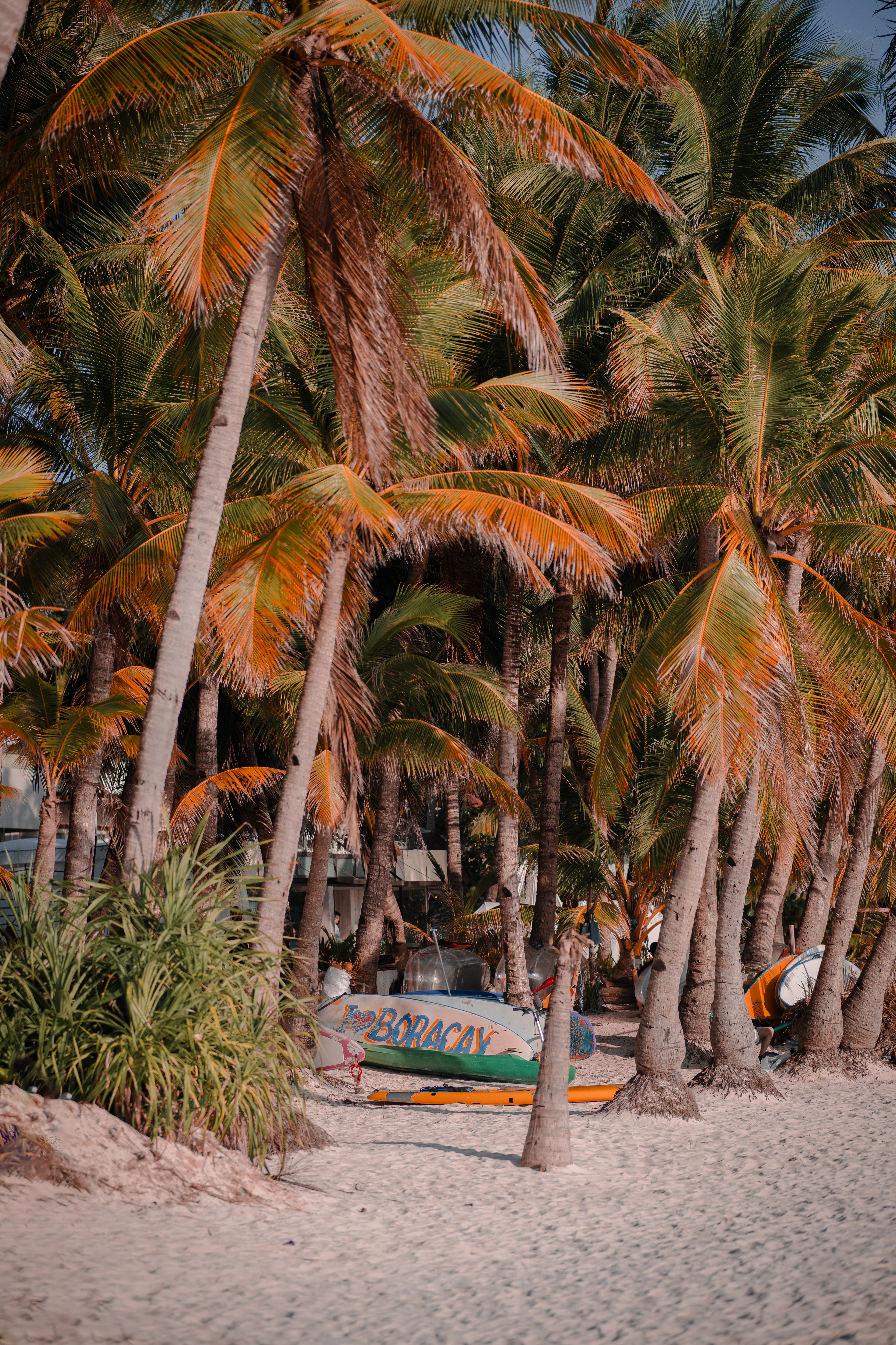 A dense grove of coconut palms rising from the pale sand just behind the beach on Boracay Island, with a hull lettered BORACAY and surfboards stacked in the shade