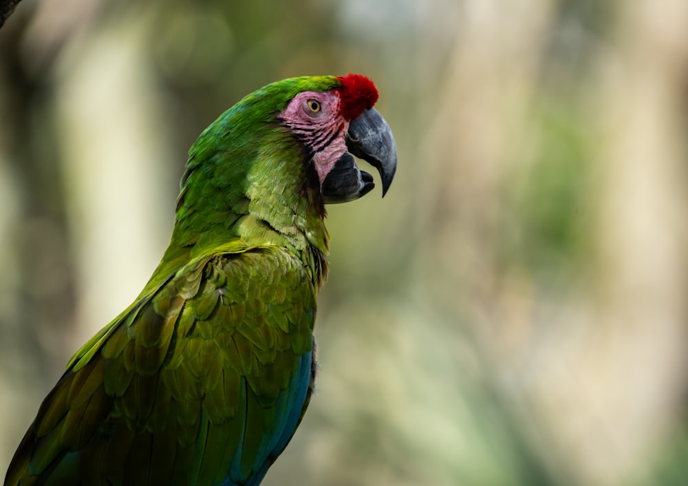 a green parrot with a red head sitting on a branch