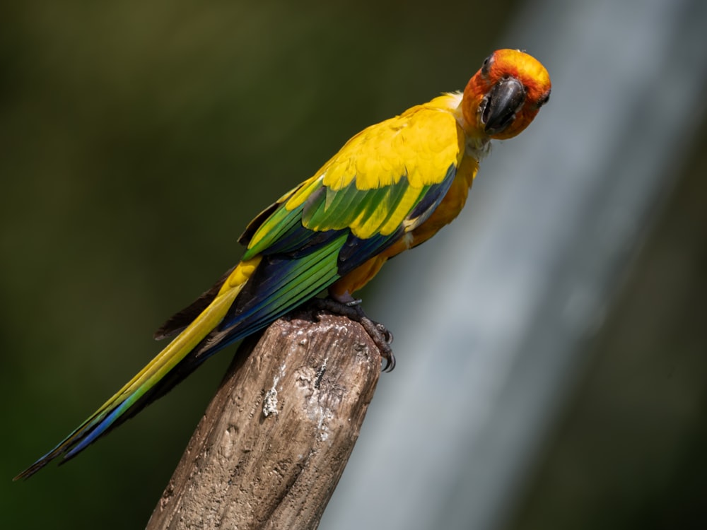 a colorful bird sitting on top of a wooden post