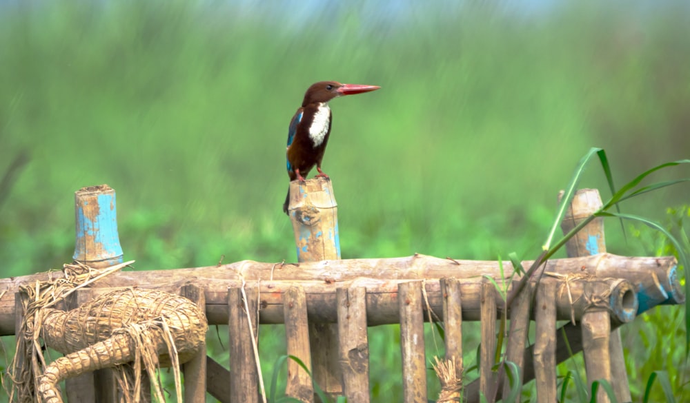 a bird sitting on top of a wooden fence