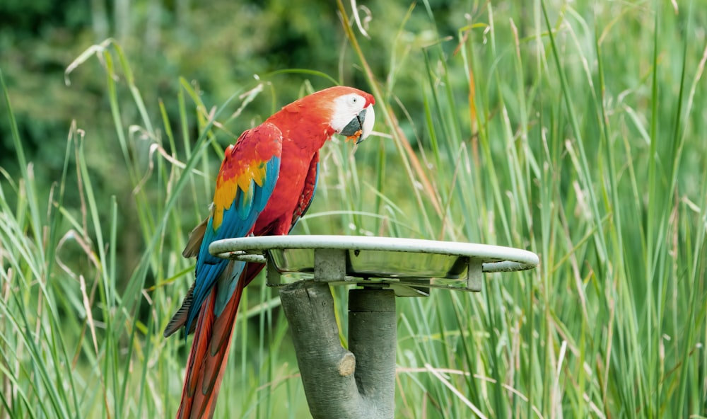 a colorful parrot sitting on top of a bird bath