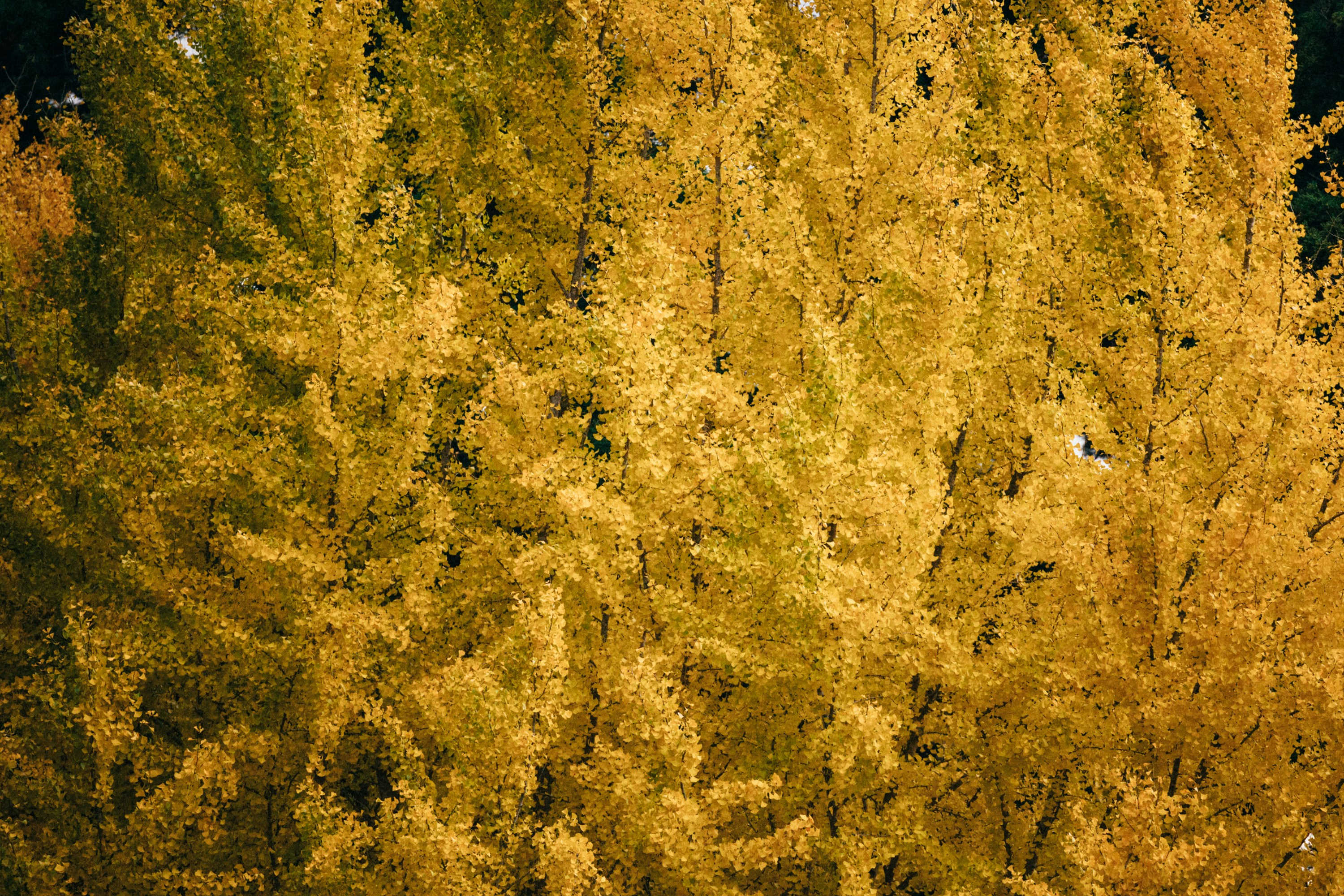 Photo by tsuyoshikozu