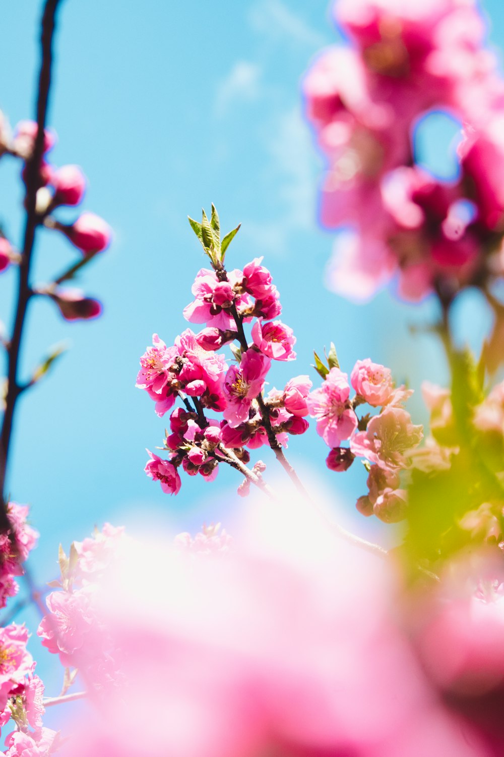 um close up de flores cor-de-rosa com um céu azul no fundo