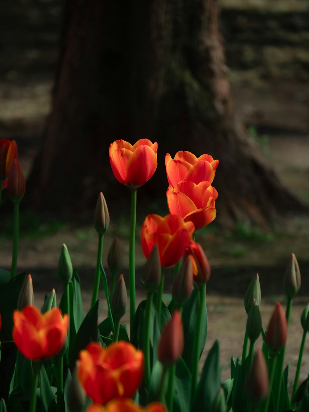 a group of red and yellow flowers next to a tree