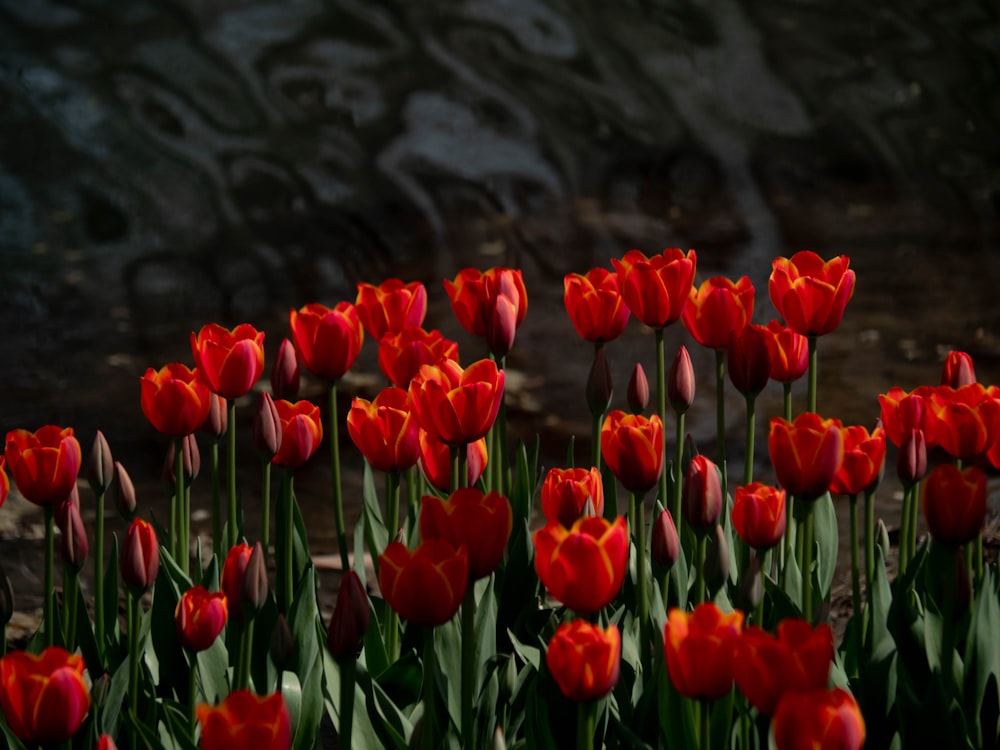 a field of red tulips in front of a stone wall
