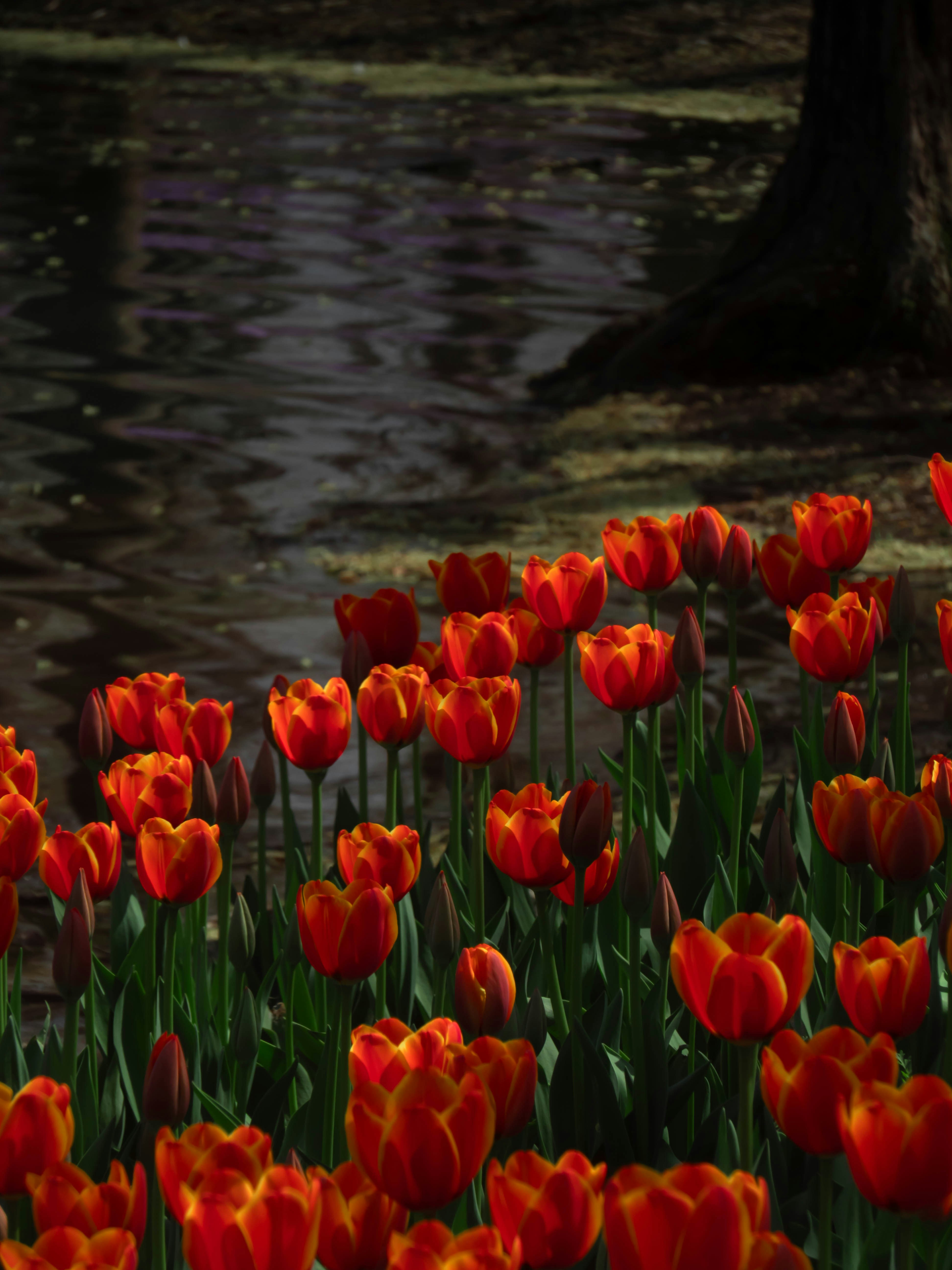 a field of red and yellow tulips next to a body of water