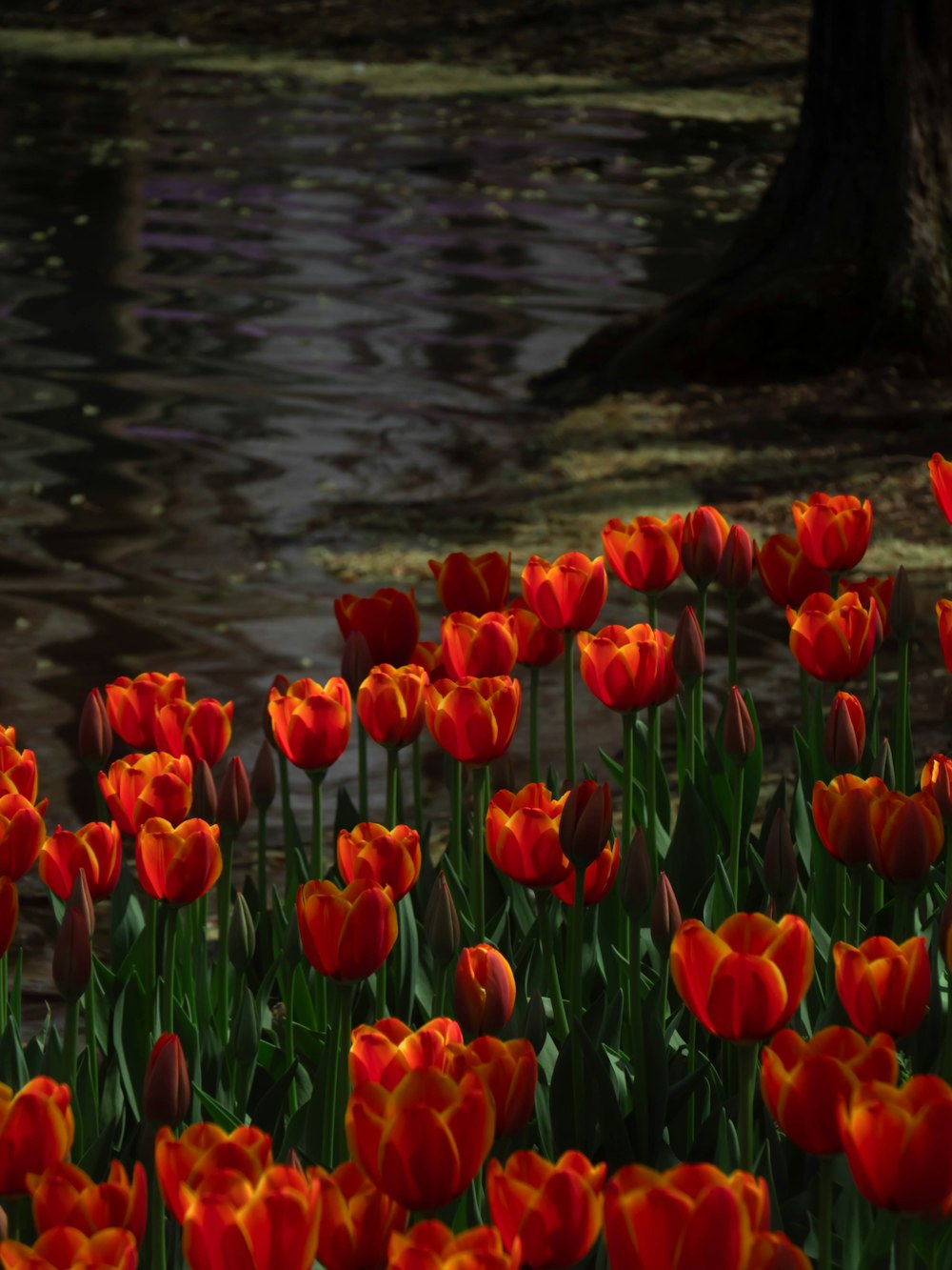 a field of red and yellow tulips next to a body of water