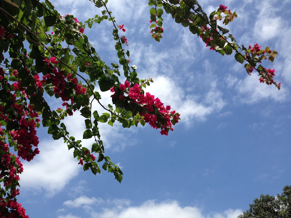 a blue sky with clouds and pink flowers