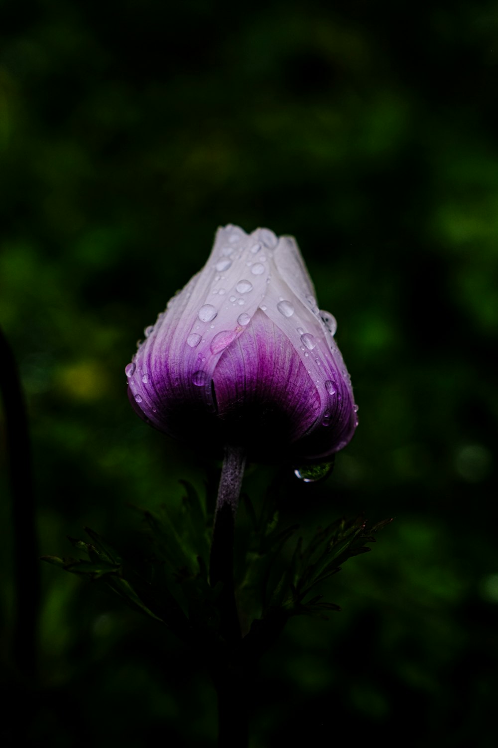 a purple flower with water droplets on it