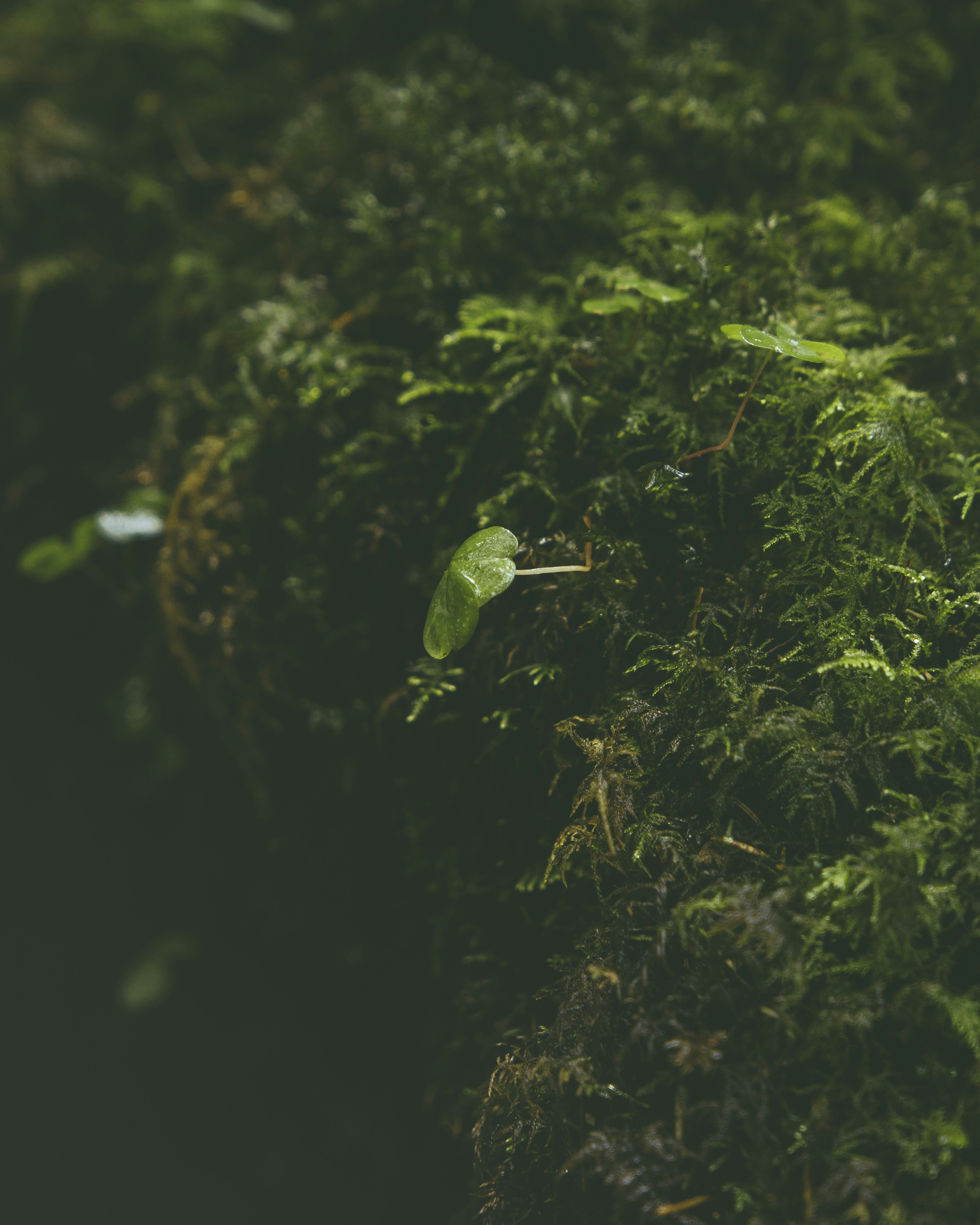 a close up of a green mossy plant