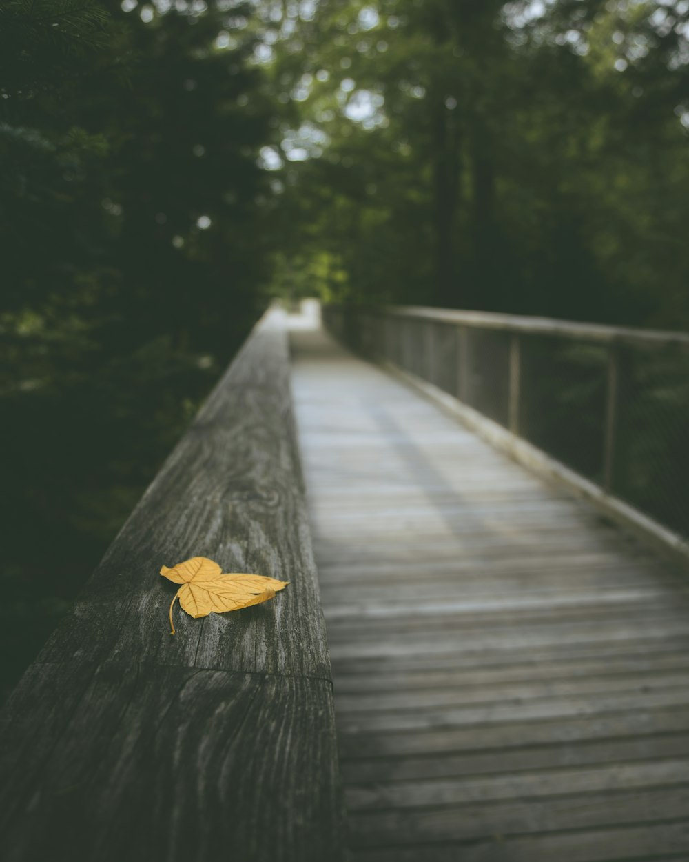 a leaf that is laying on a wooden bridge