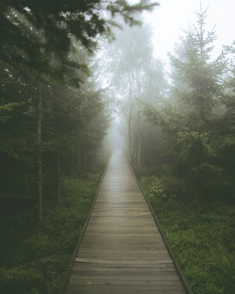 uma passarela de madeira no meio de uma floresta em um dia de nevoeiro