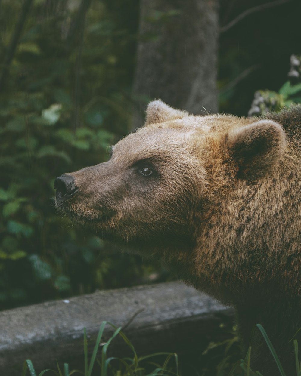 a brown bear standing next to a log in a forest