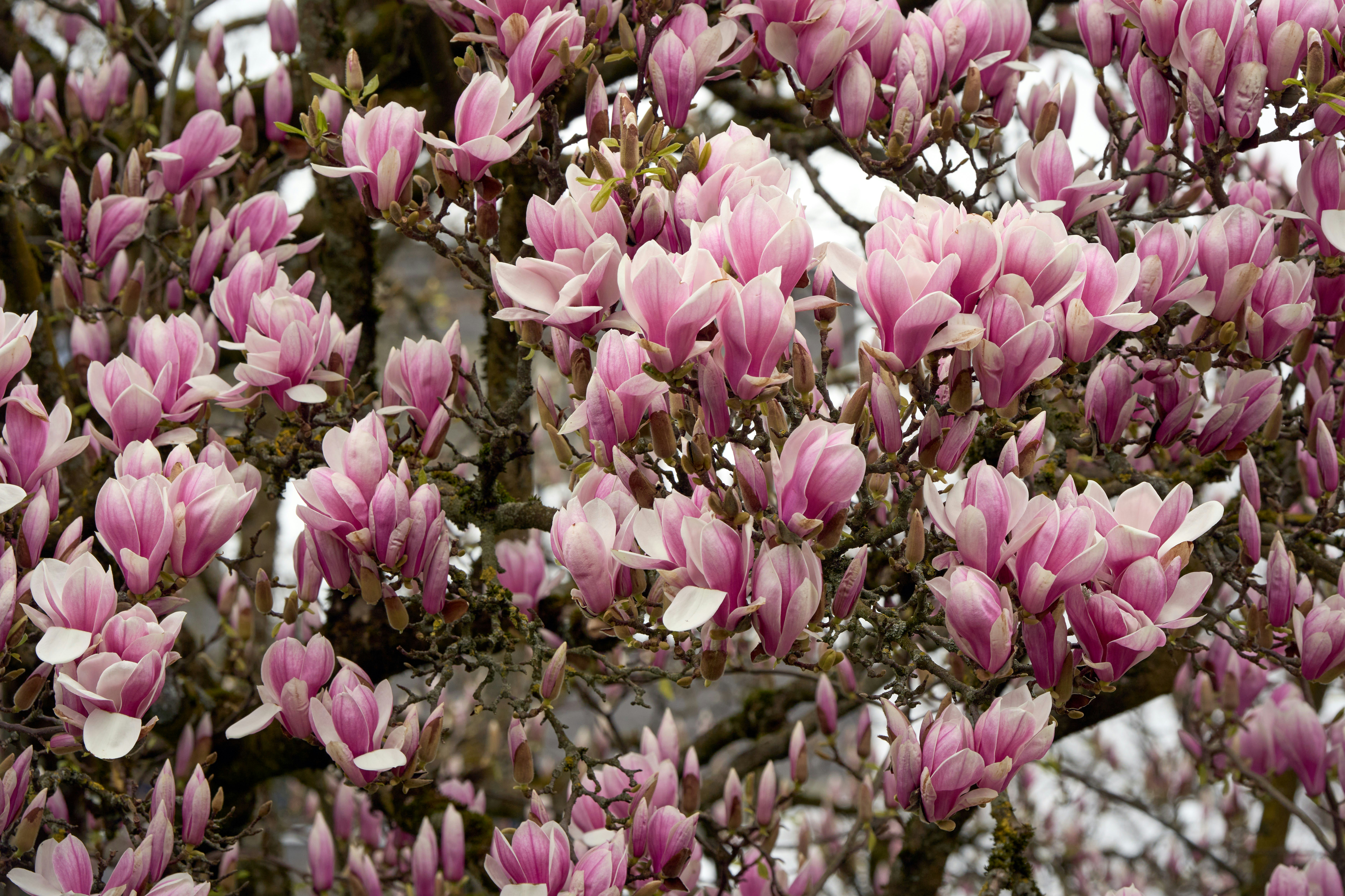 86 Popular Types of Flowers to Add to a Country Garden, image size:3000x2000