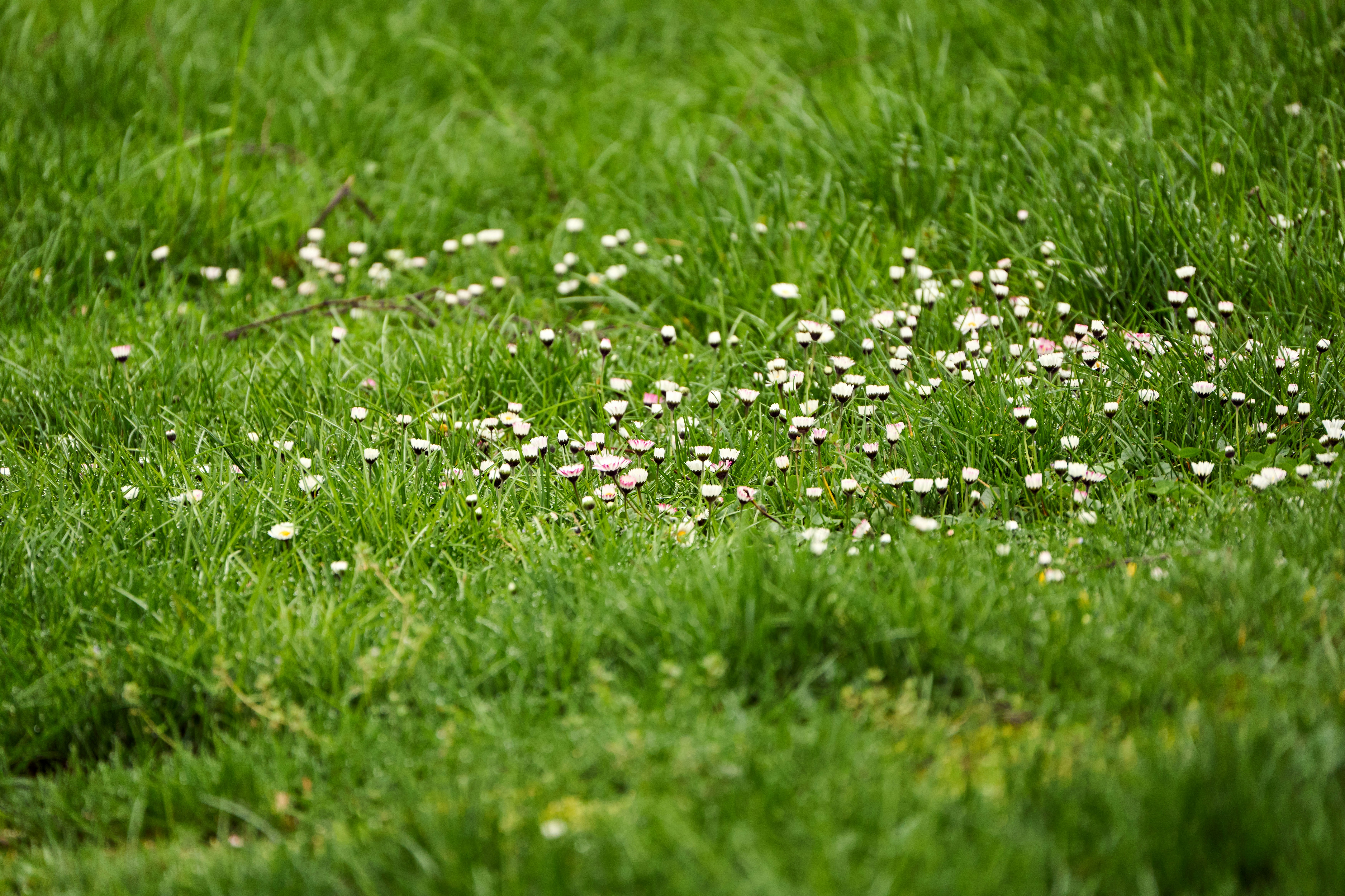 Photo by wolfgang_hasselmann