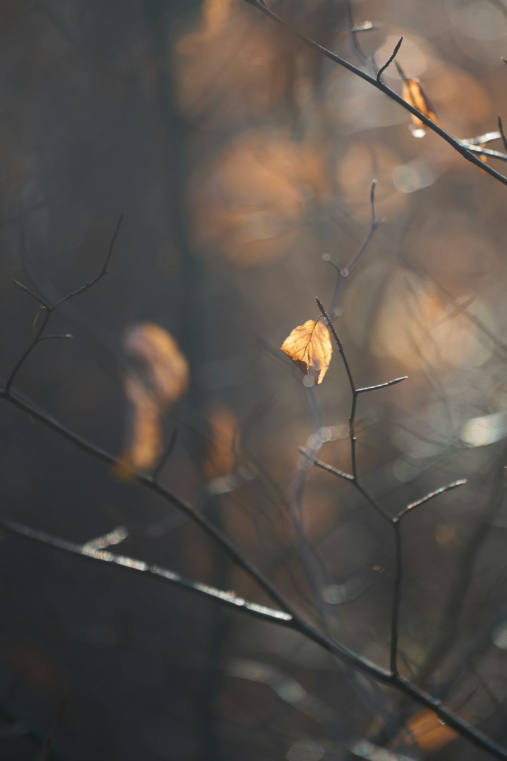 a leaf that is sitting on a tree branch