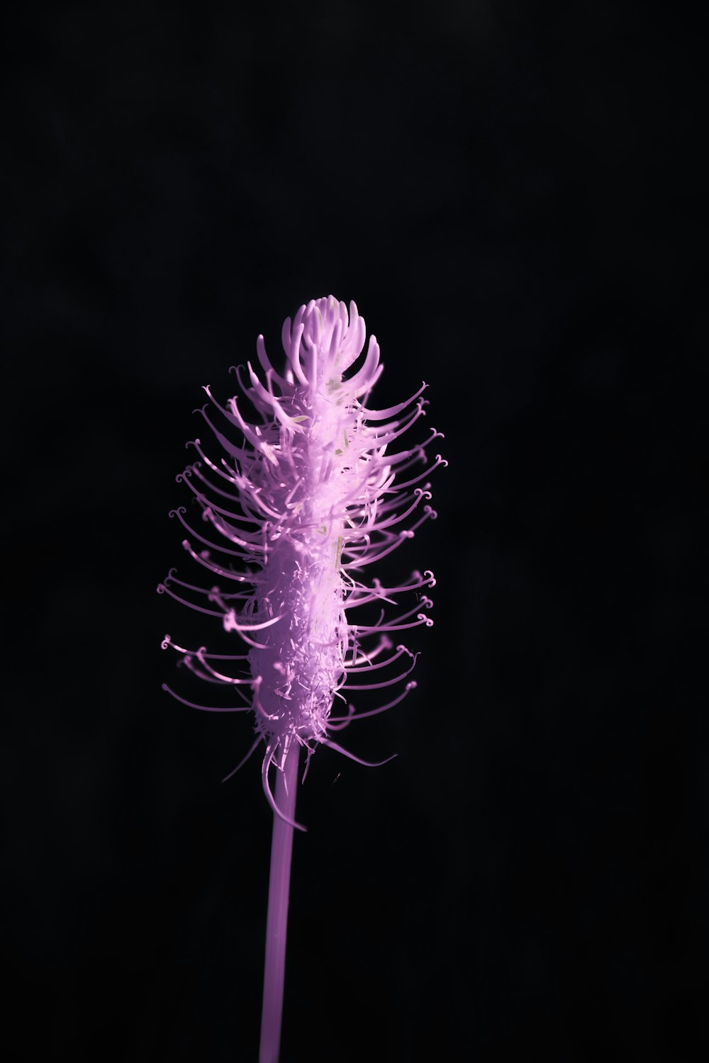 a purple flower with a black background