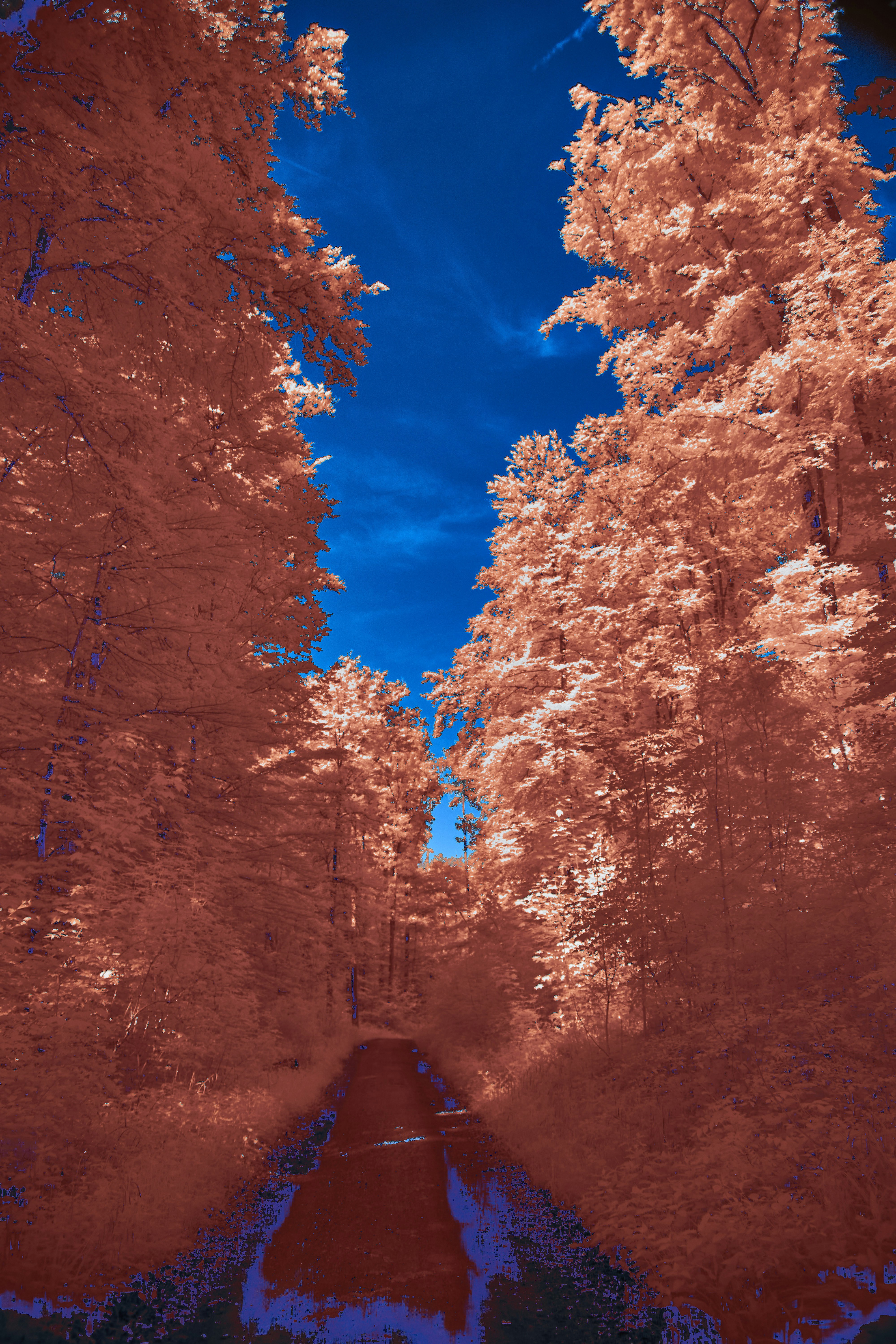 Photo by wolfgang_hasselmann