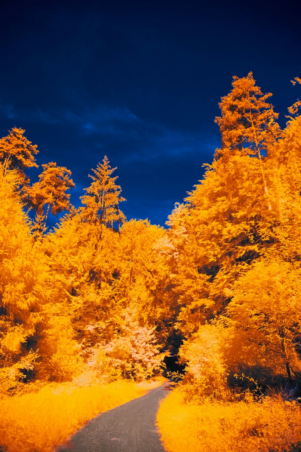 a road surrounded by trees with yellow leaves