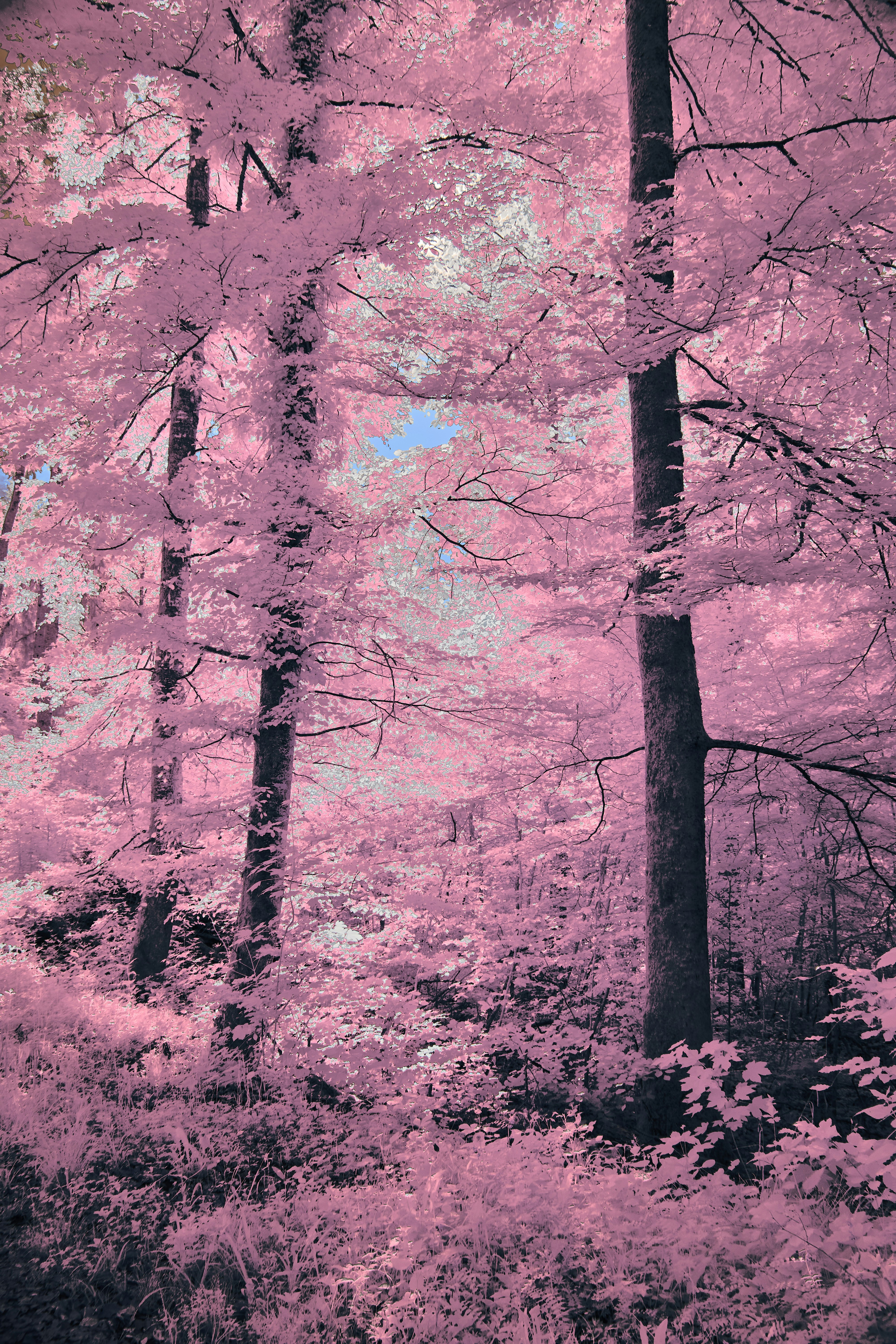 Photo by wolfgang_hasselmann