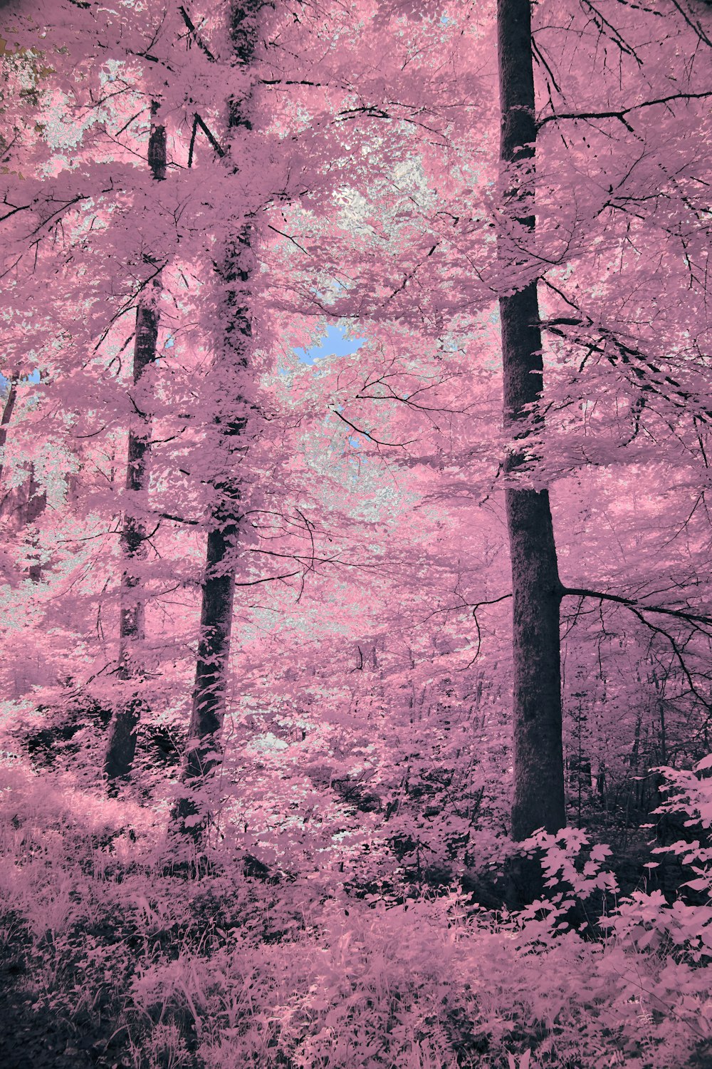 a pink forest filled with lots of trees