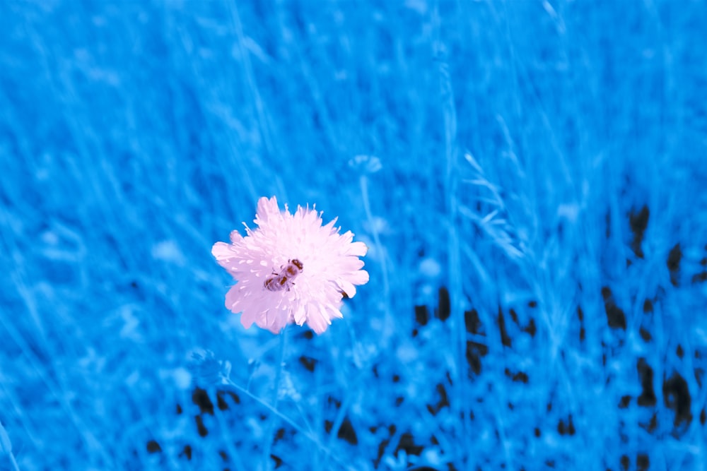 a pink flower is in the middle of a blue field