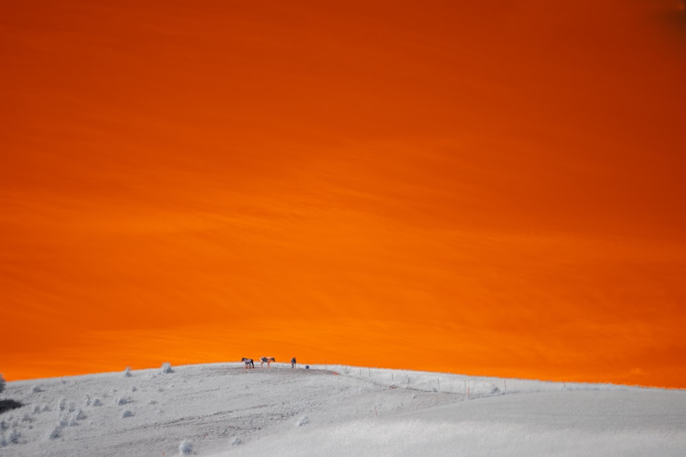 a group of people standing on top of a snow covered slope