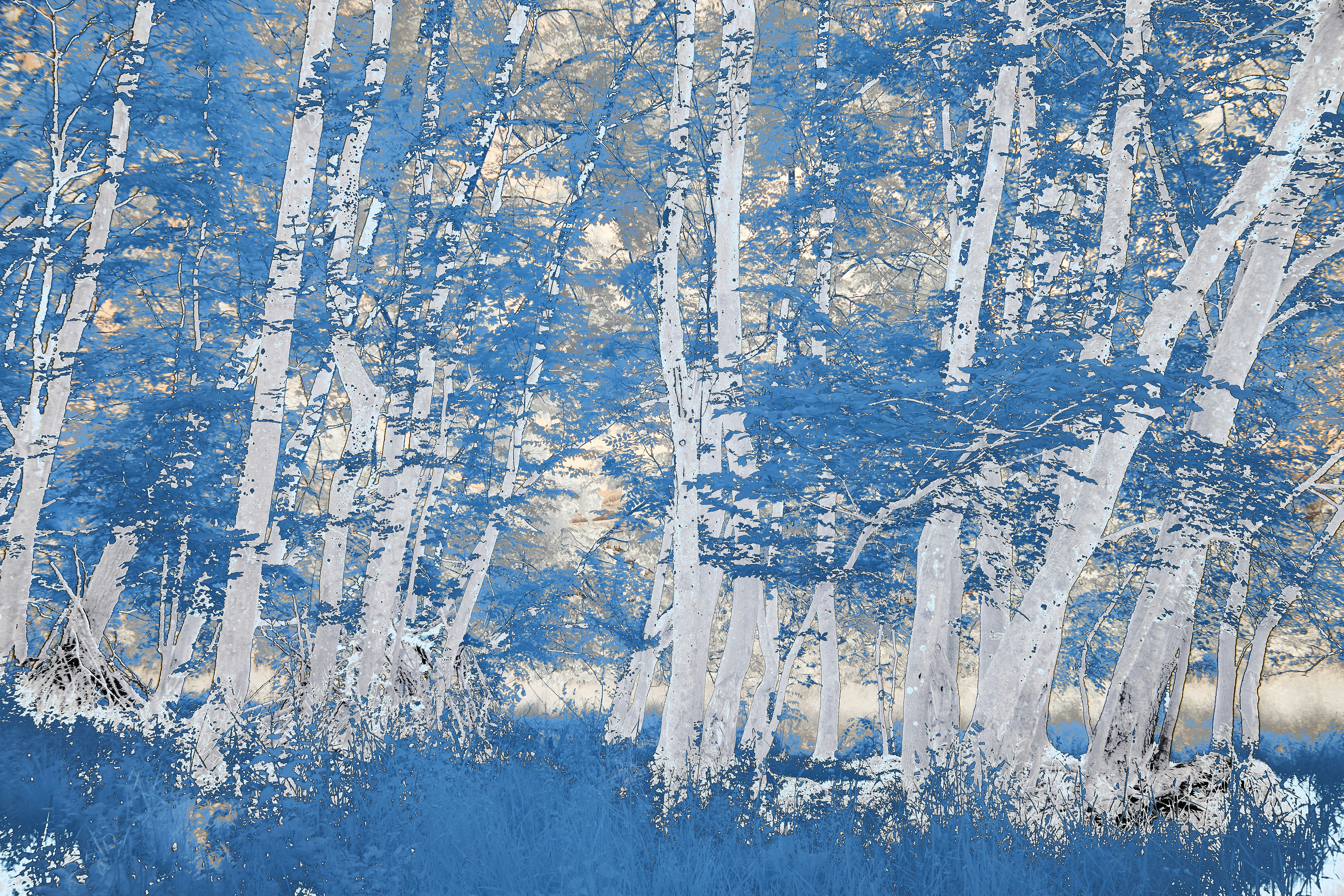 Photo by wolfgang_hasselmann