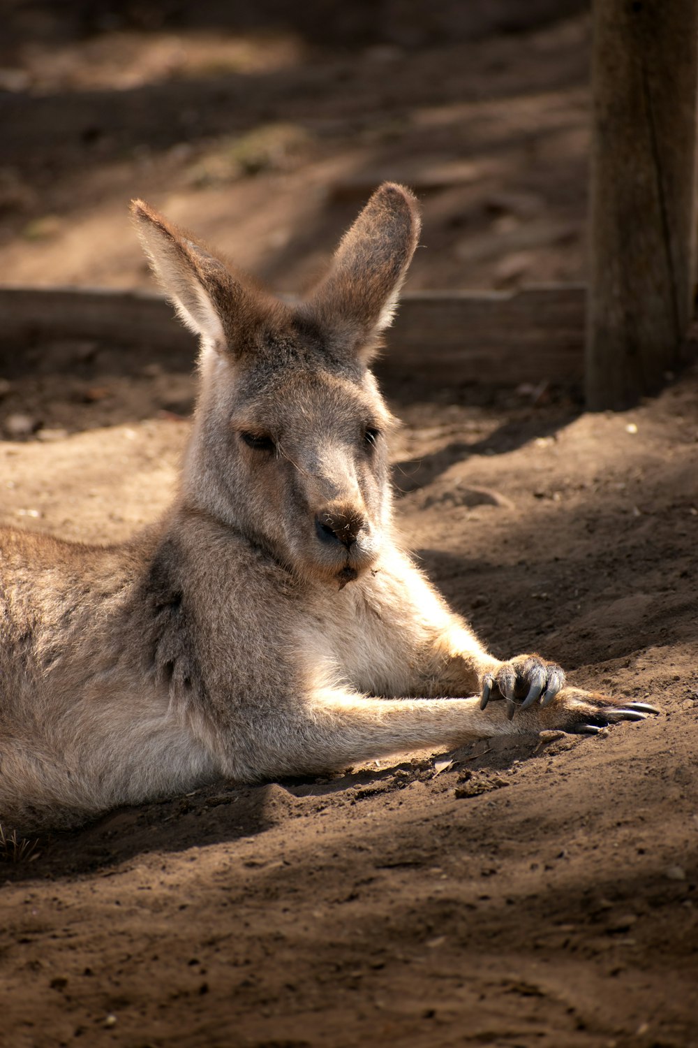 a kangaroo laying on the ground in the shade