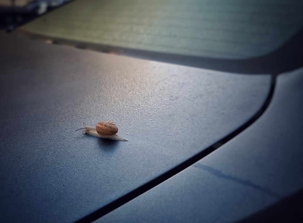 달팽이가 자동차 보닛에 앉아 있습니다.