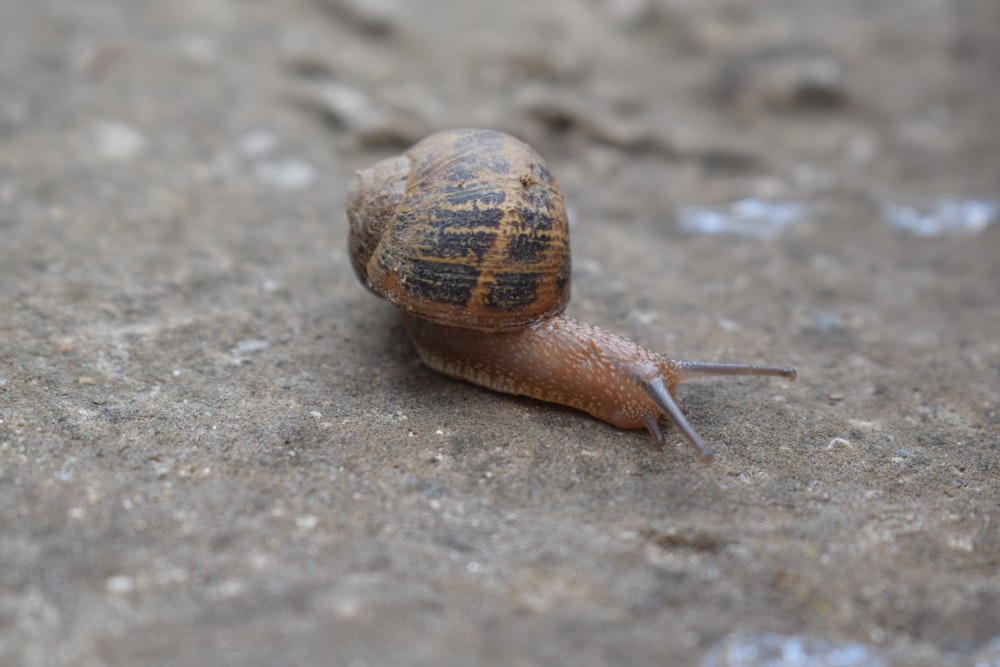 a snail crawling across a cement surface