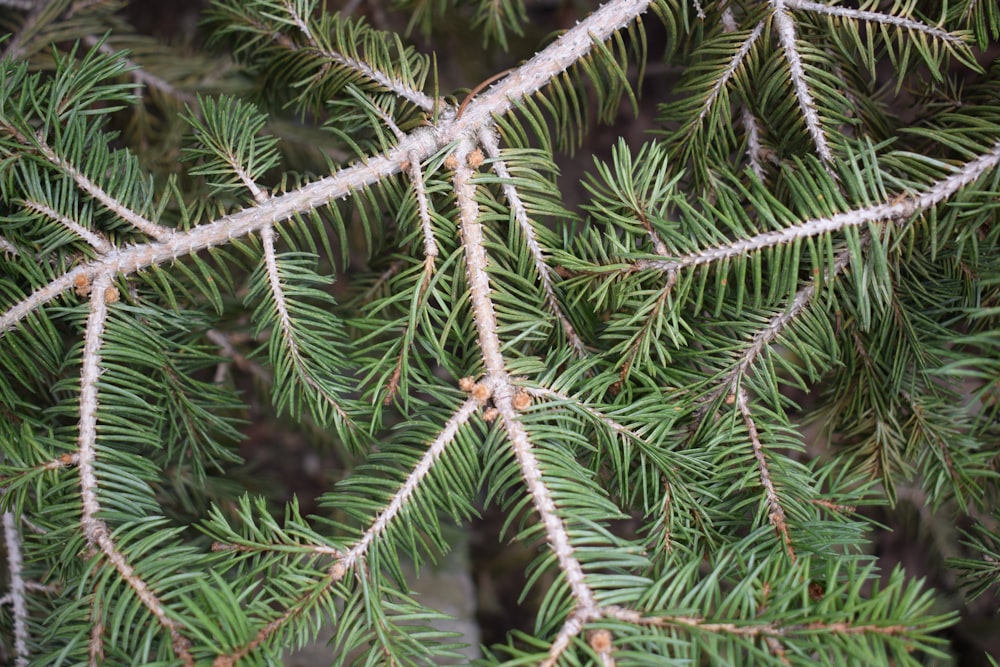 a close up of a branch of a pine tree