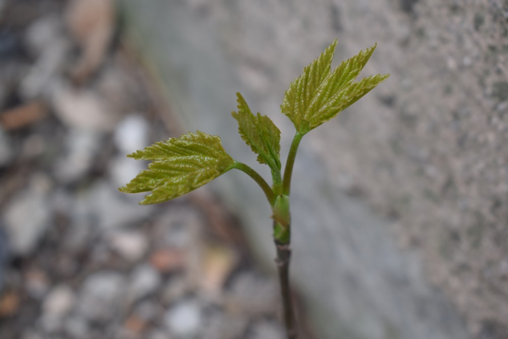 une petite plante verte qui sort de terre