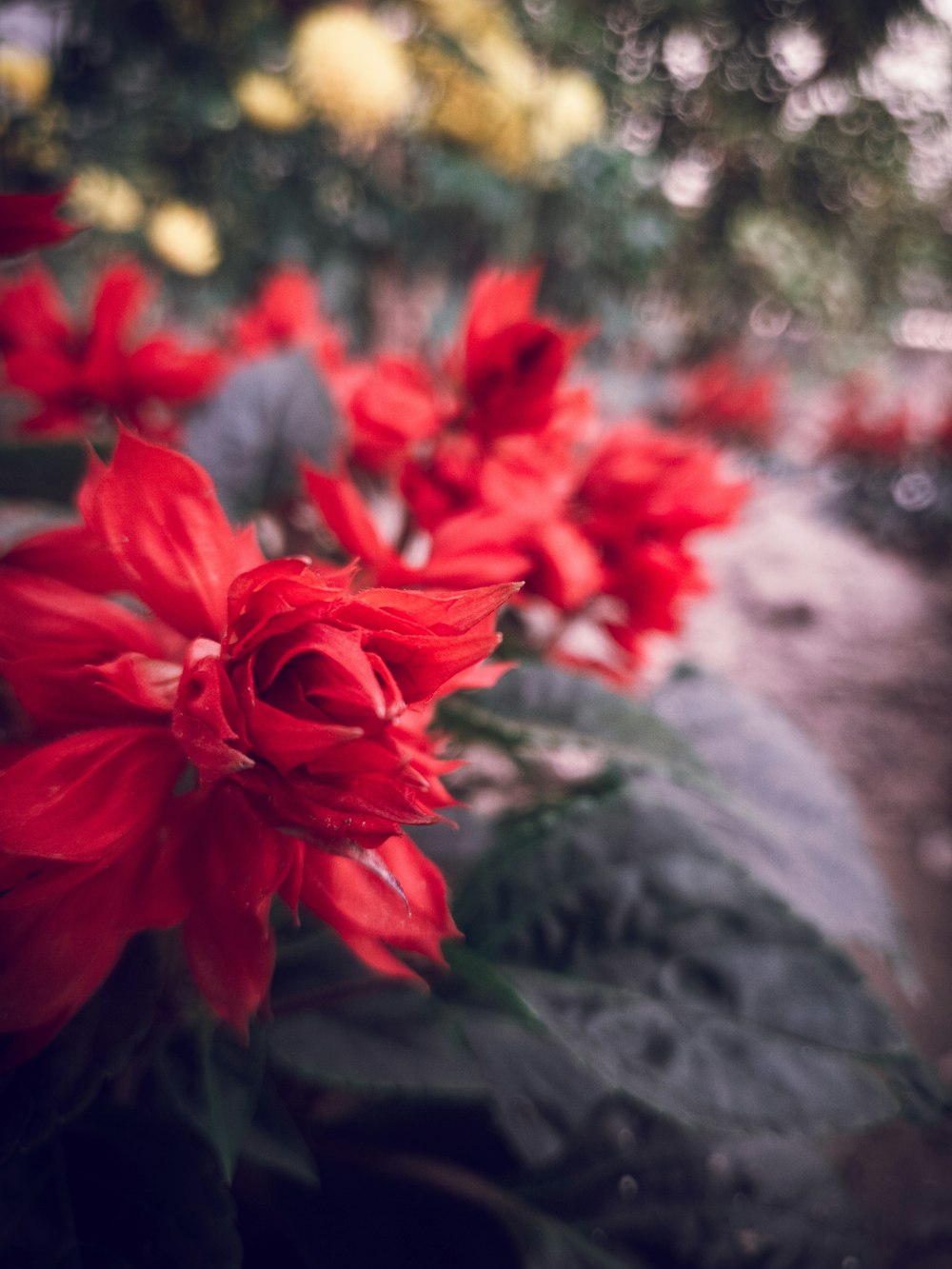 a bunch of red flowers in a garden