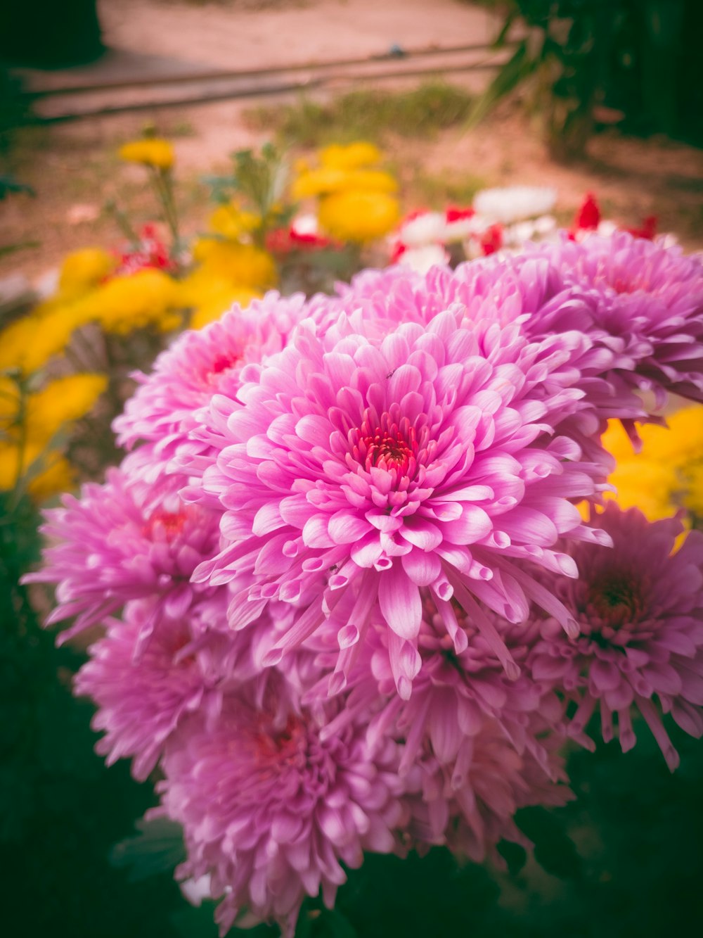 a bunch of flowers that are in the grass