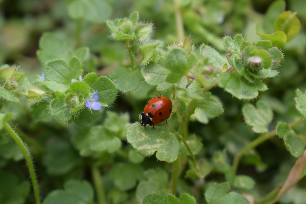 una coccinella seduta in cima a una pianta verde