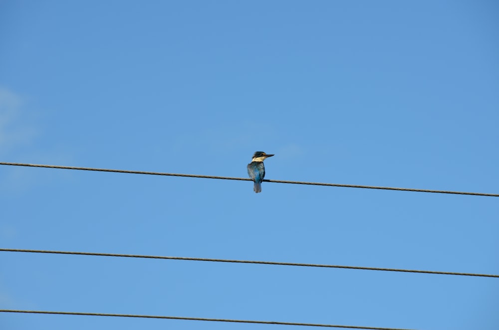 a small bird sitting on a wire against a blue sky