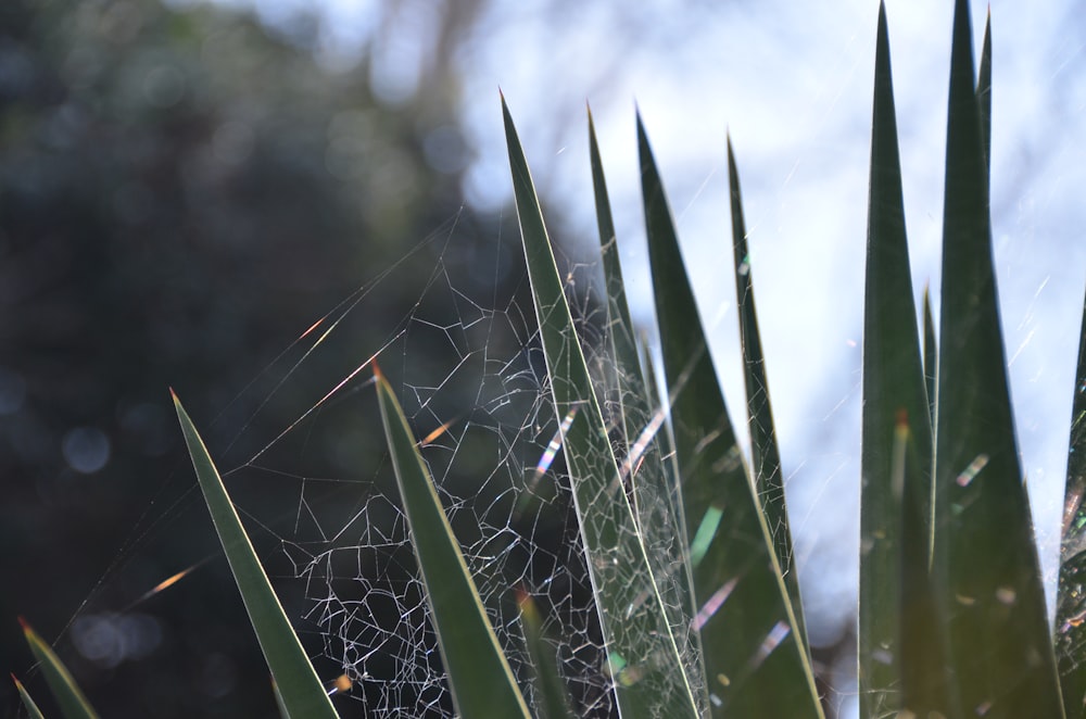 a close up of a spider web on a plant