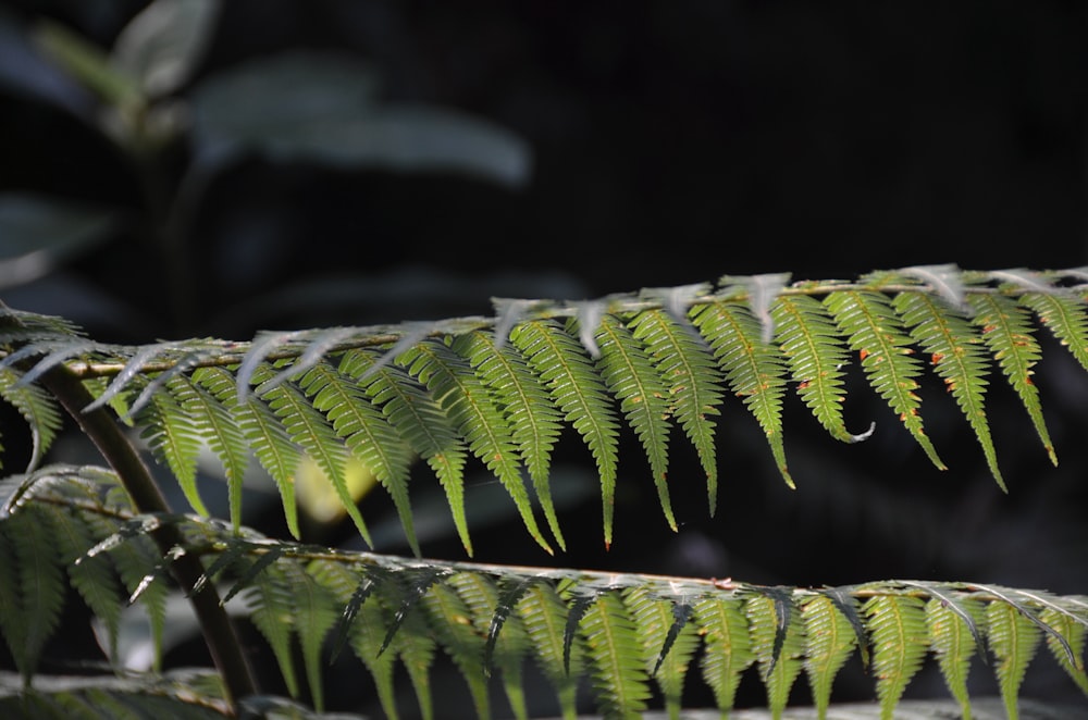 a close up of a green plant with lots of leaves